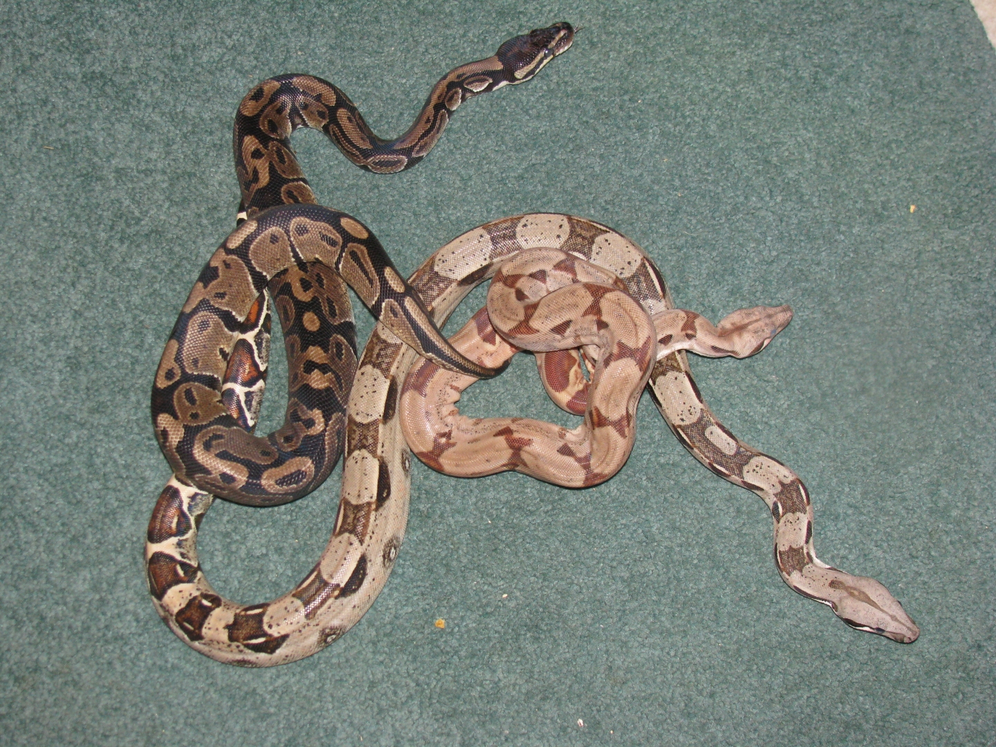 Hypo,columbian redtail and ball python 2