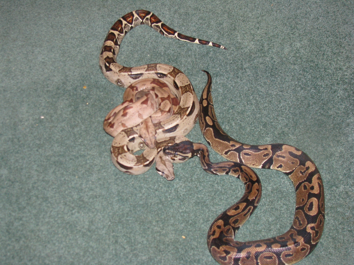 Hypo,columbian redtail and ball python 3