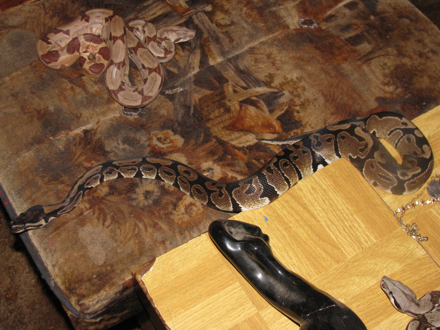Hypo, columbian redtail and ball python