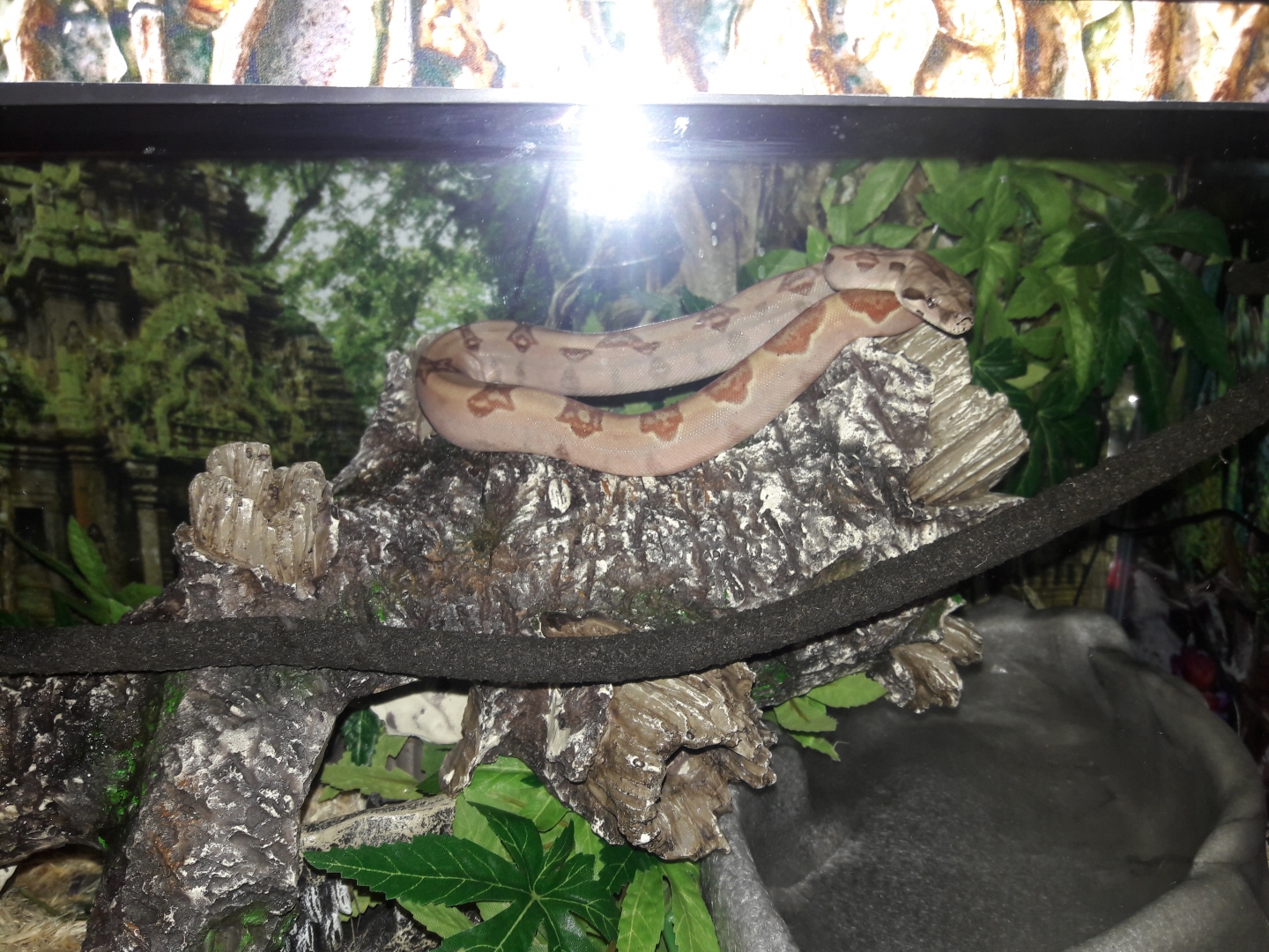 Hypo columbian redtail