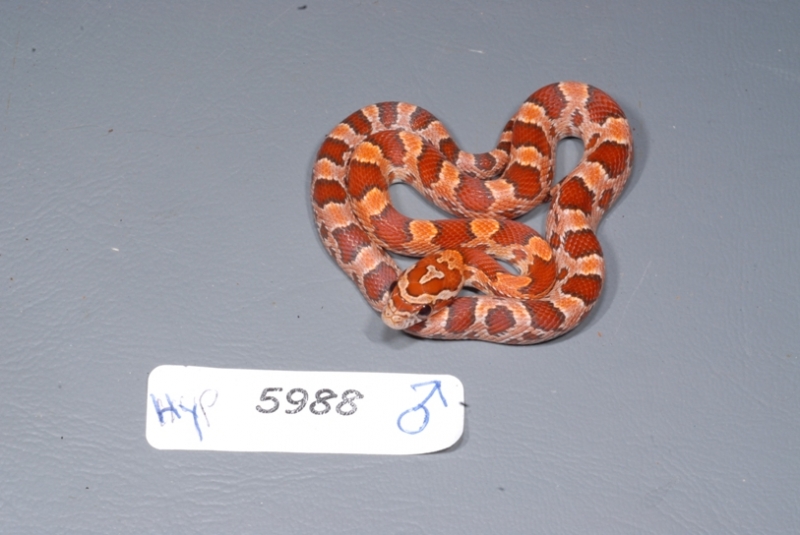 Hypo Corn