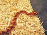 hypo corn