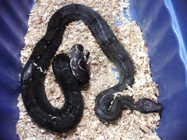 hypo female 2