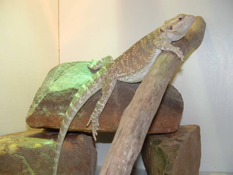 Hypo female Bearded