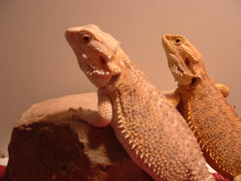 Hypo female/Yellow glow male Bearded's