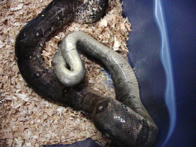 Hypo female