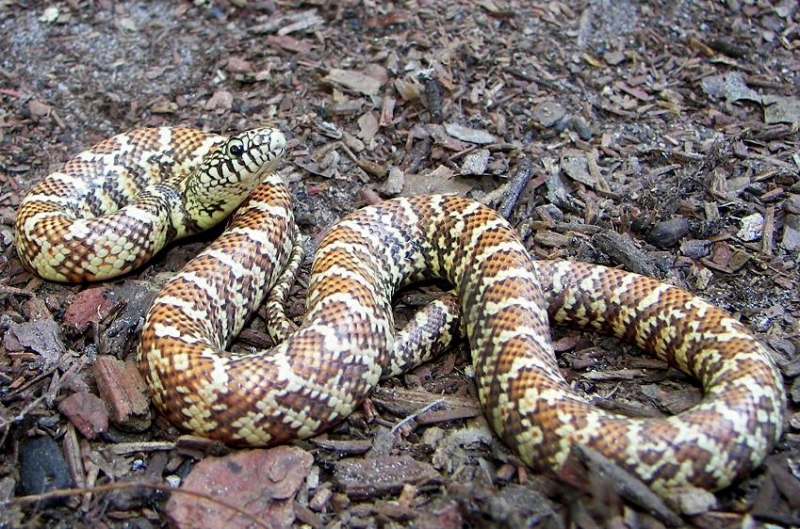 hypo FL king '08