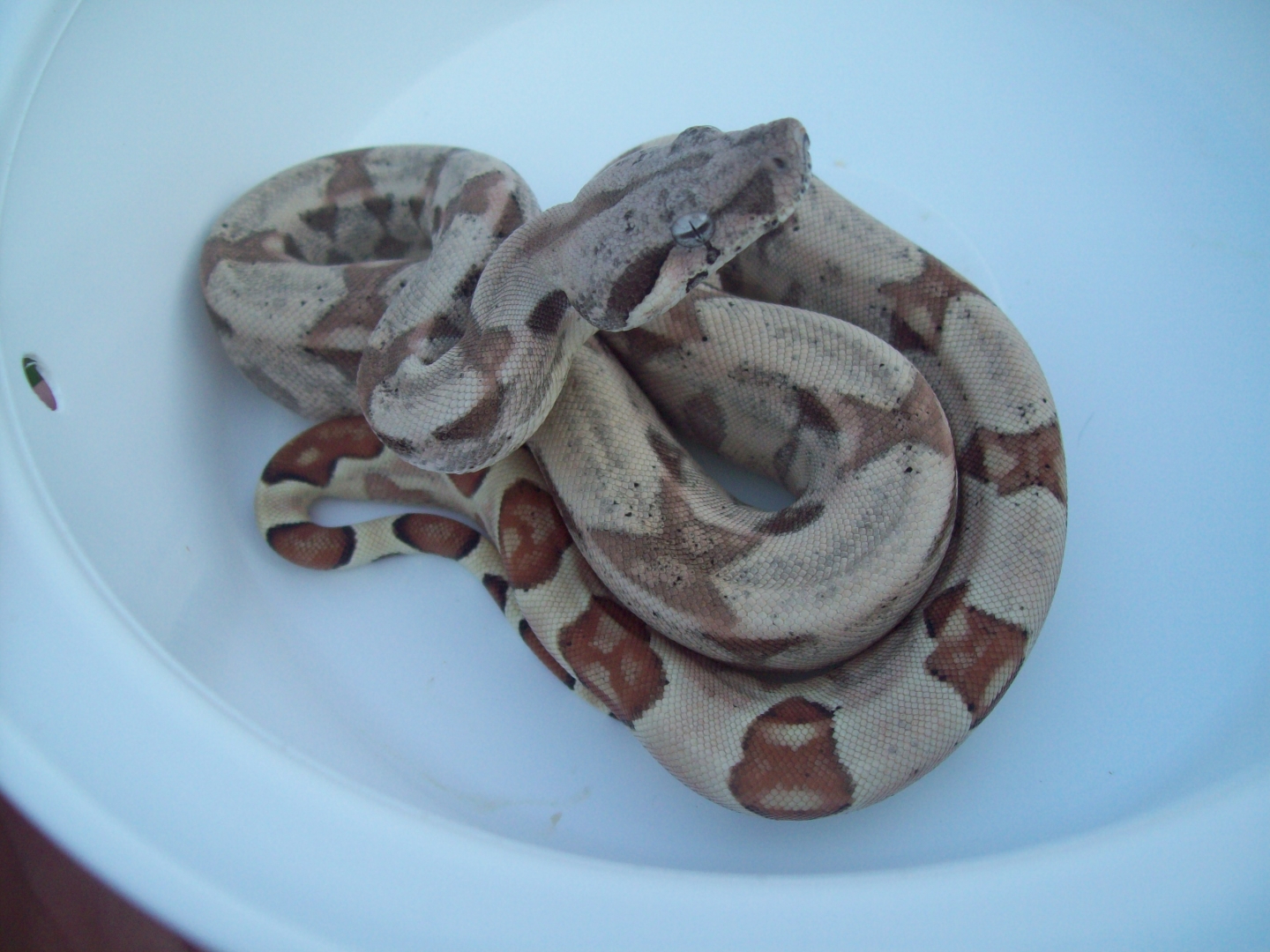 Hypo Het Anery 66 % Het Albino