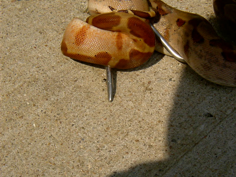 Hypo het Stripe