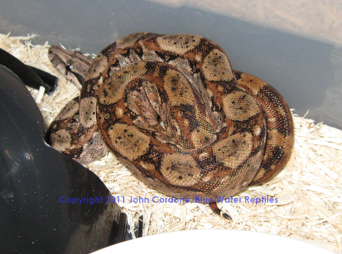 Hypo Het Type II Anery Nicaraguan Boas