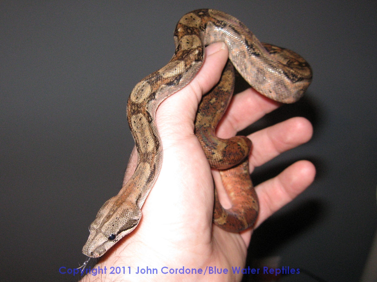 Hypo Het Type II Anery Nicaraguan Boas