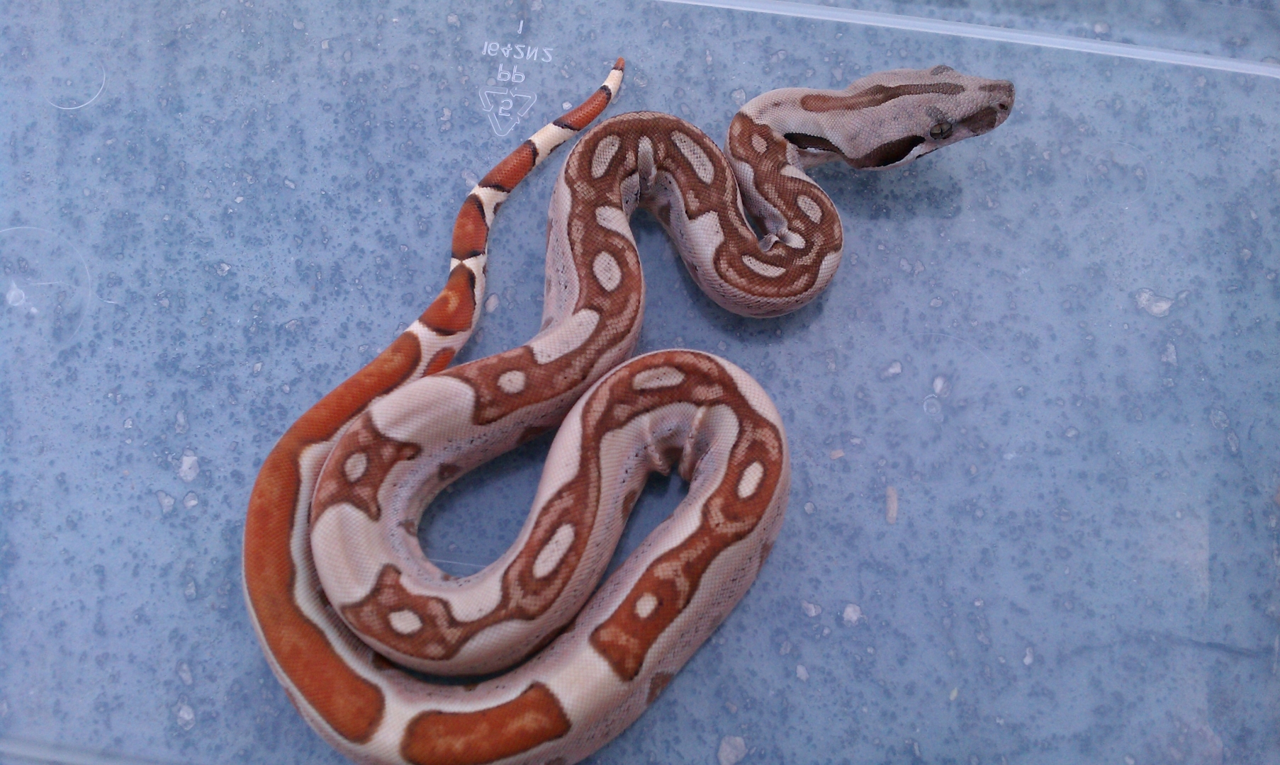 hypo jungle het albino top notch