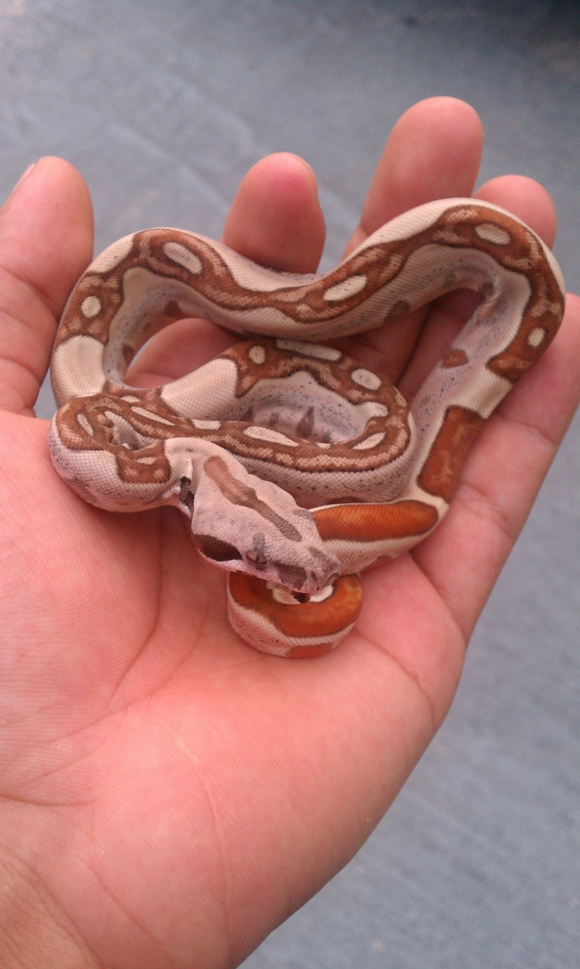hypo jungle het albino top notch