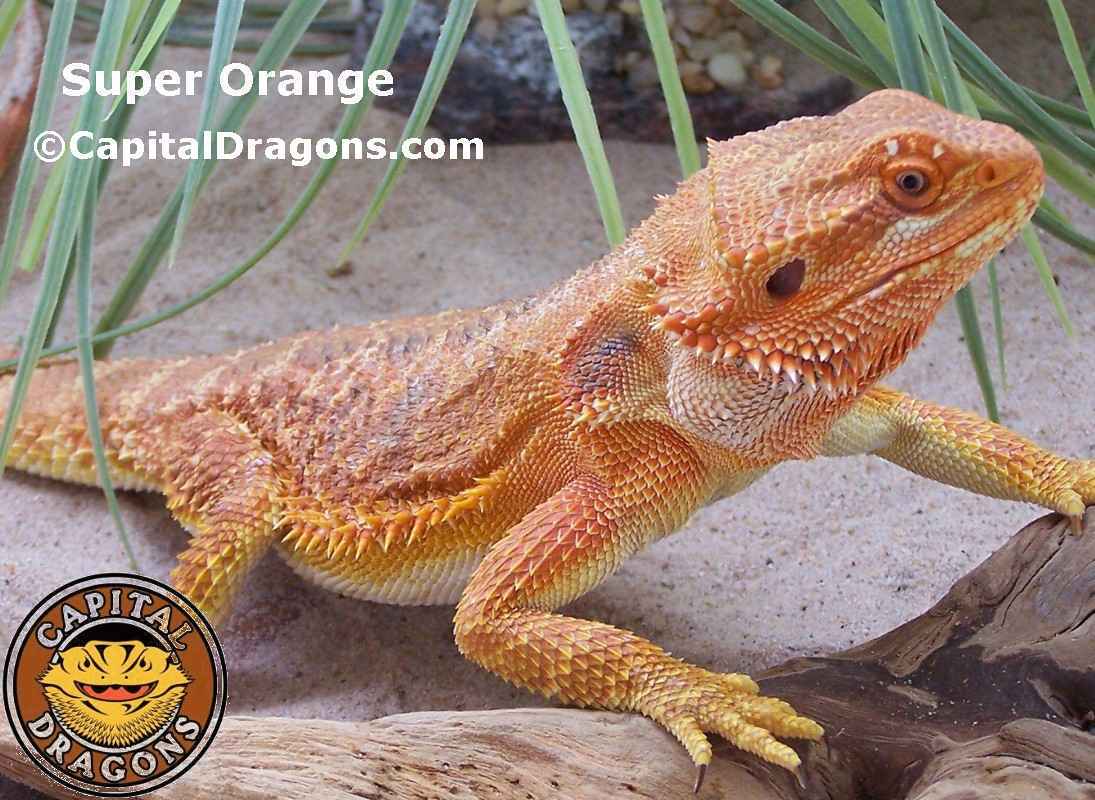 Hypo Orange - sample picture.