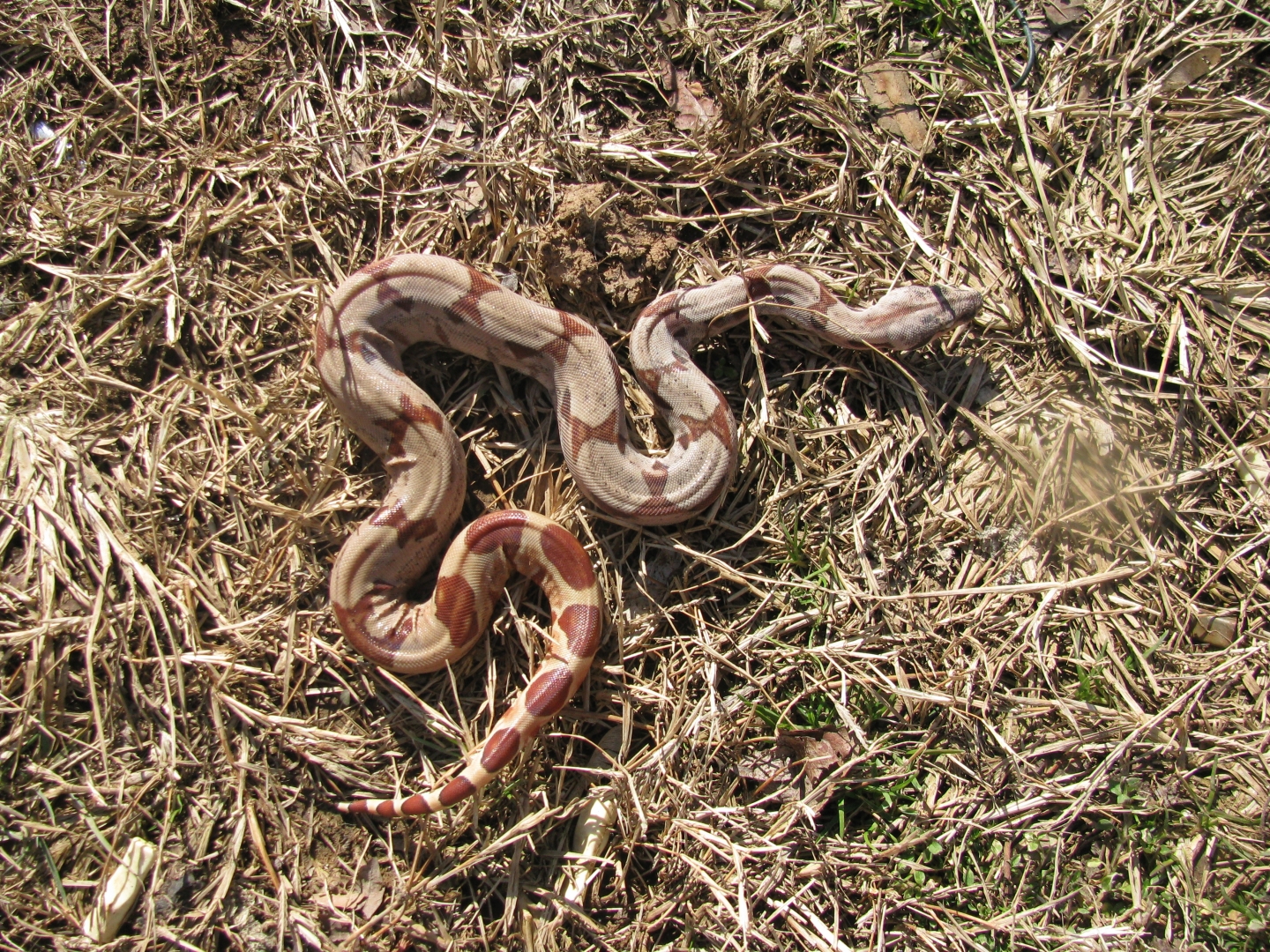 Hypo outside