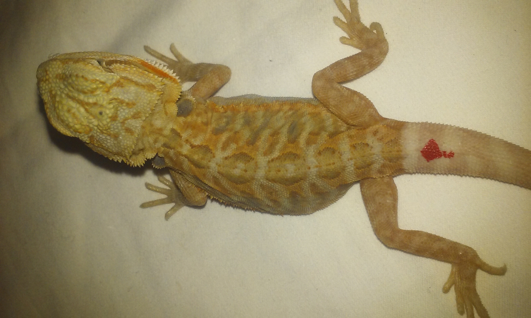 Hypo Partial Trans Leatherback