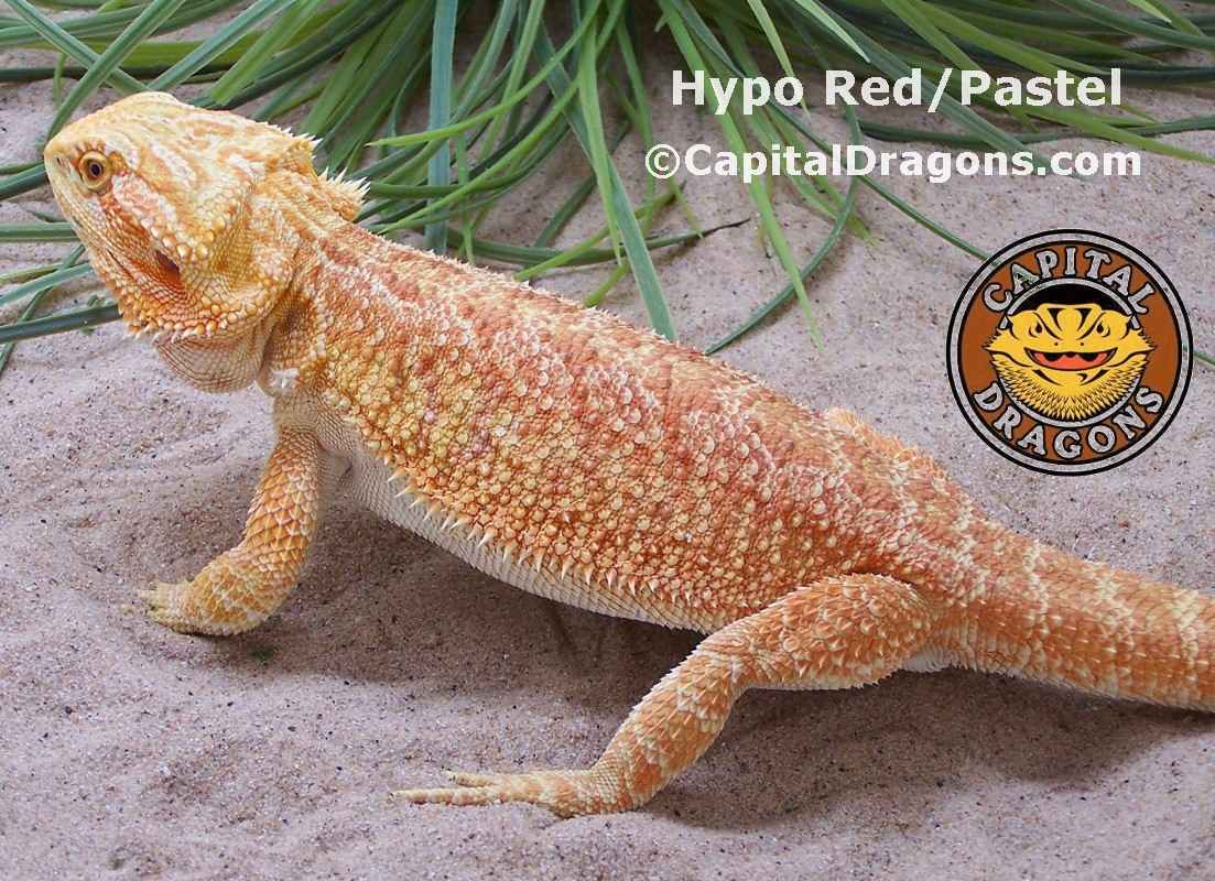 Hypo Red - sample picture.