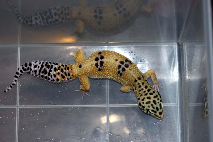 Hypo Tang Female