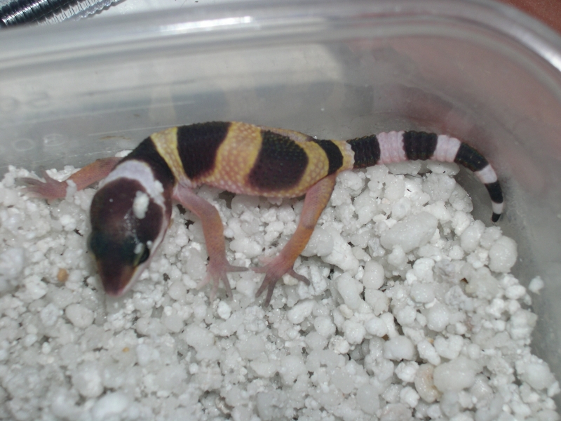 Hypo Tang het Bell