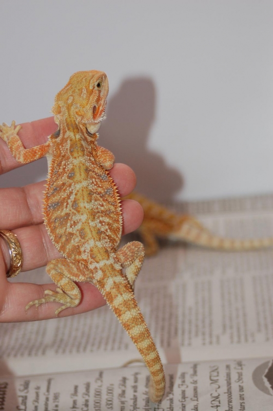 Hypo Tangerine 2mo boy