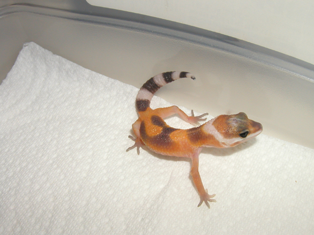 Hypo Tangerine - Just Hatched