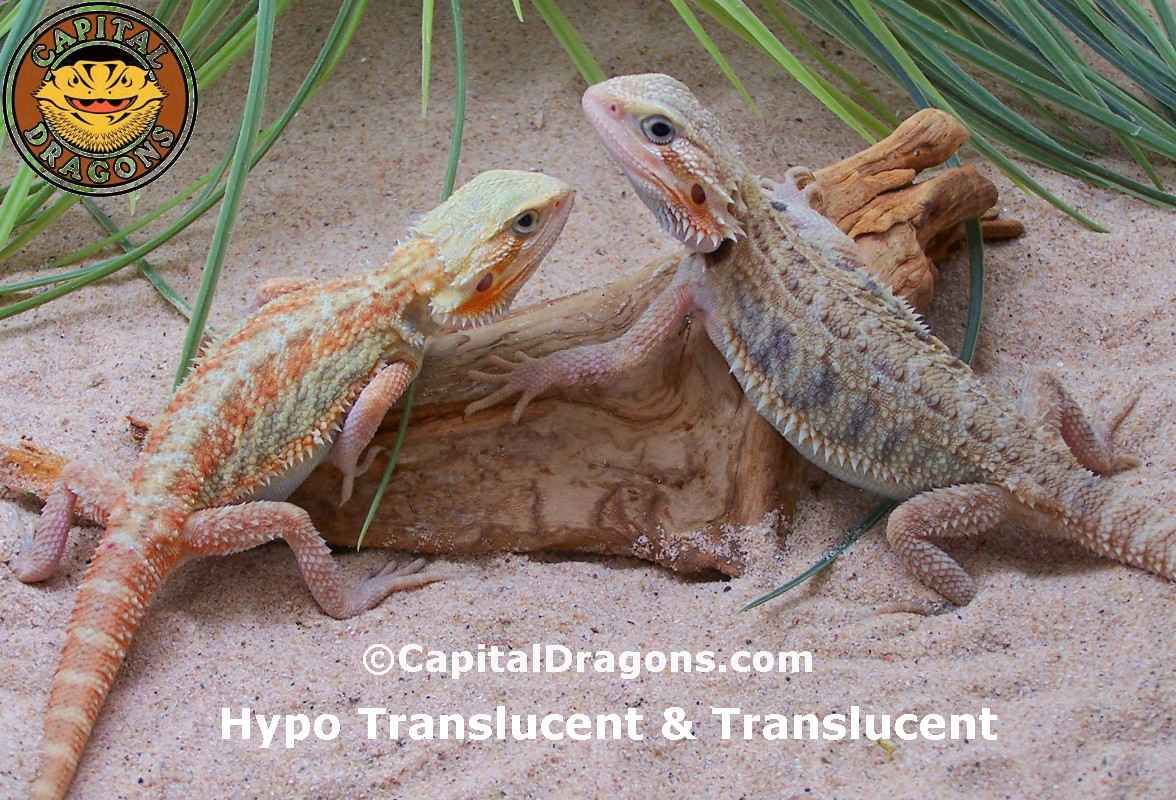 Hypo Trans &amp; Translucent - Sample pictures.