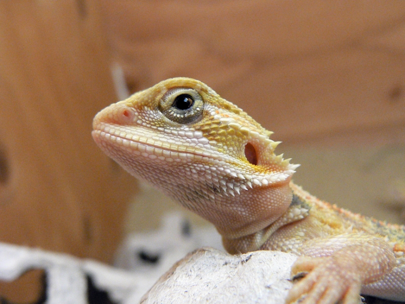 Hypo Trans little boy