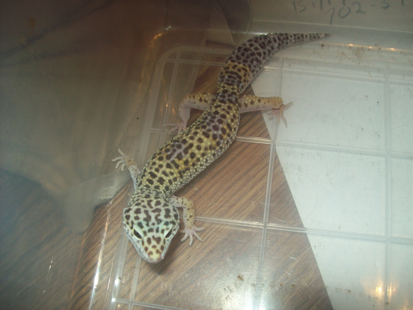 hypo