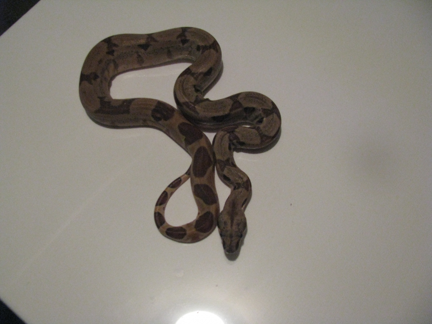 hypo