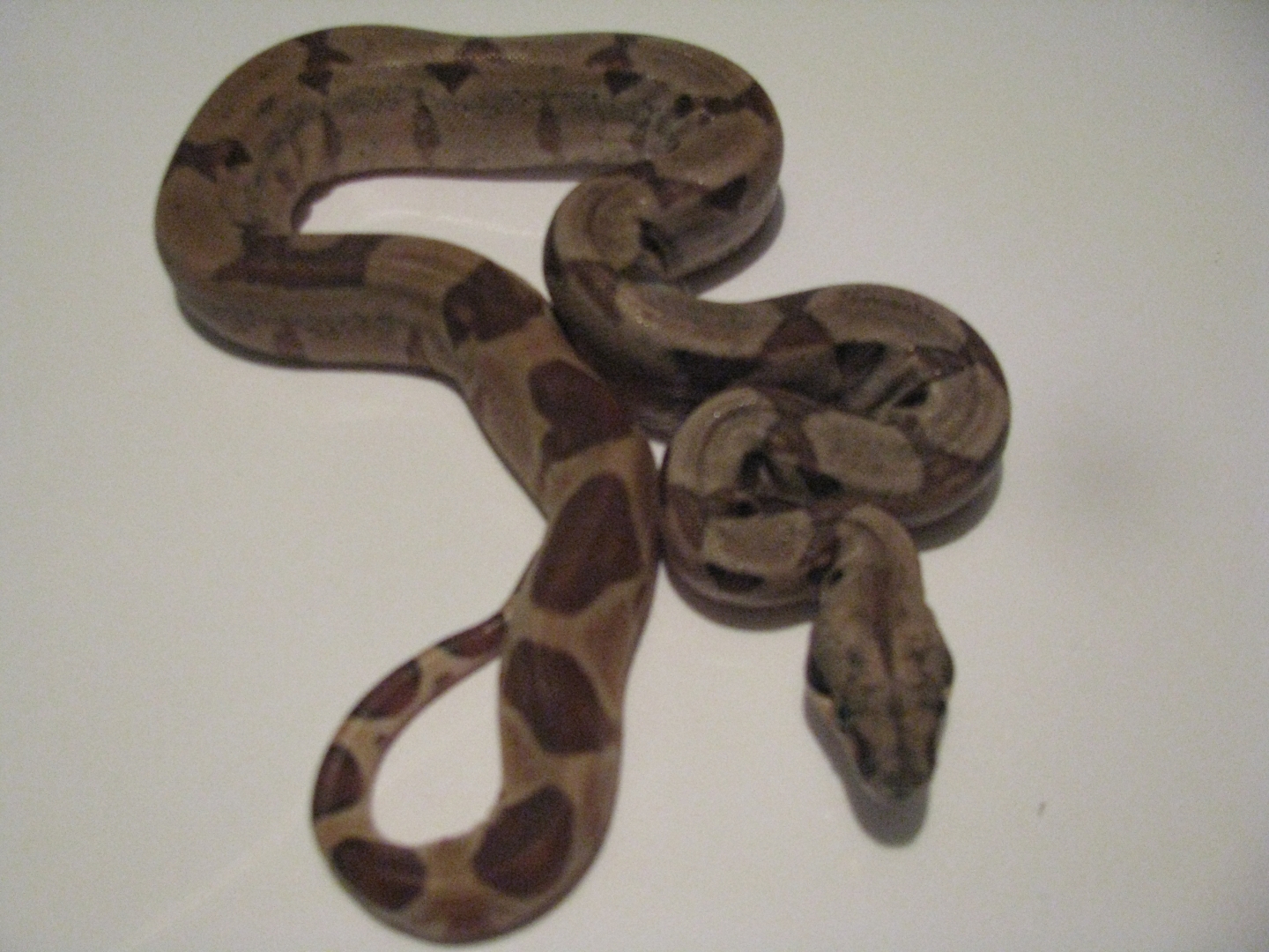 hypo