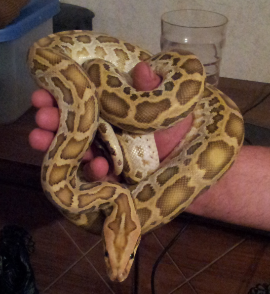 Hypo