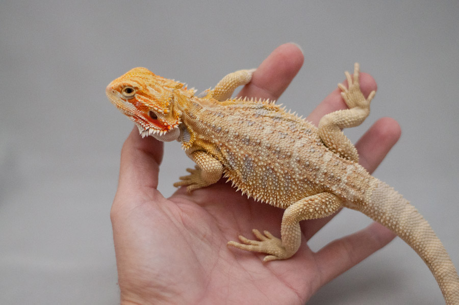 Hypo_Citrus_Male1_web