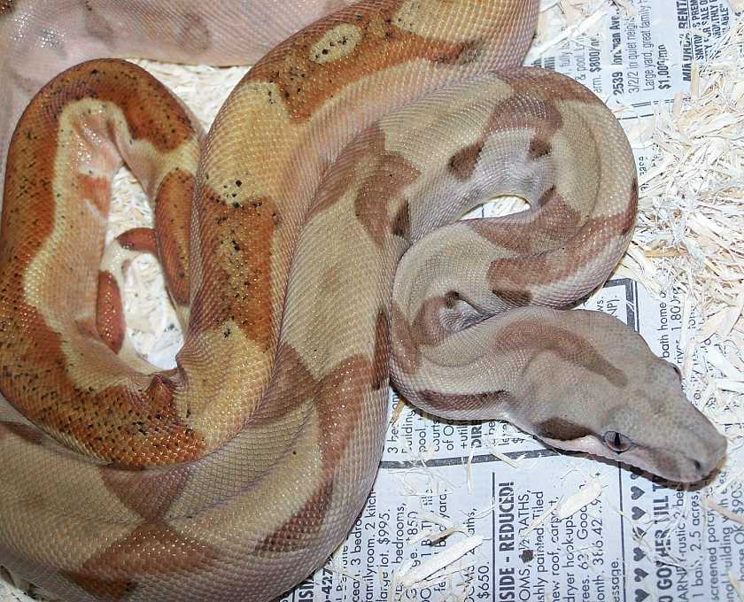hypoharly2