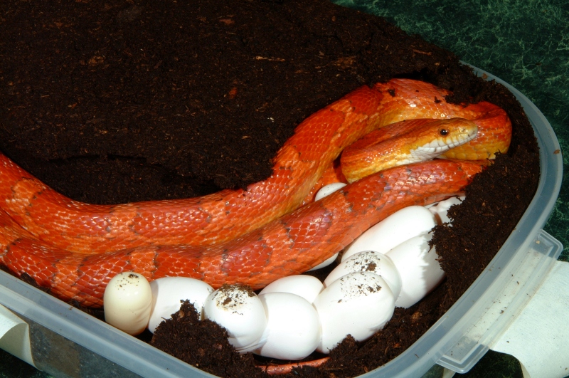 Hypomelanistic Corn laying eggs