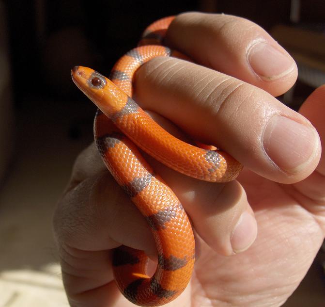 Hypomelanistic Honduran Milksnake
