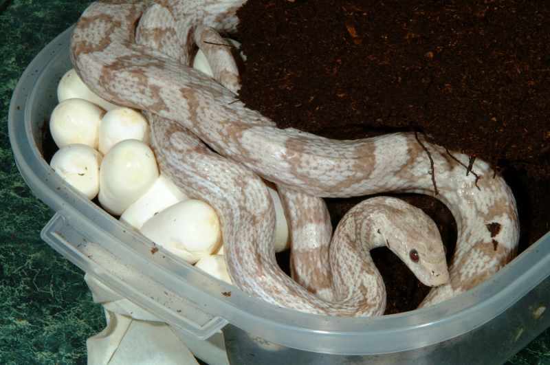 Hypomelanistic Lavender Corn laying eggs