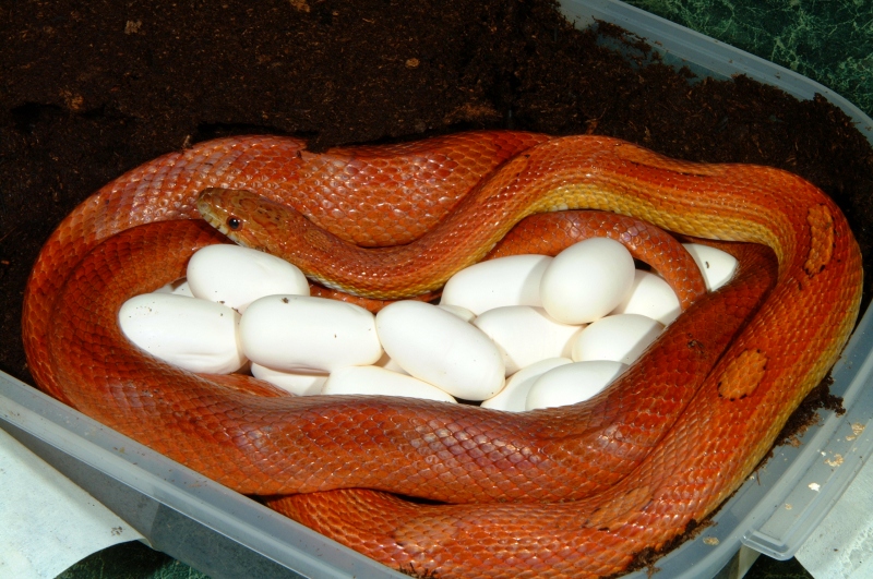 Hypomelanistic Motley Corn laying eggs