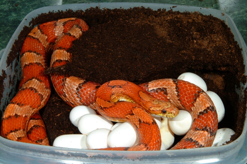 Hypomelanistic Okeetee Corn laying eggs