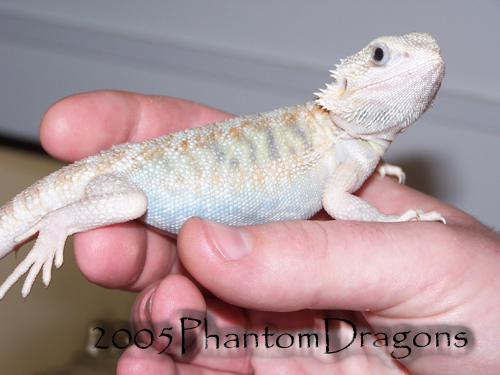 hypotransluscent female