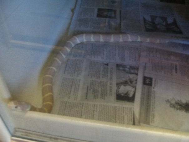 Ice