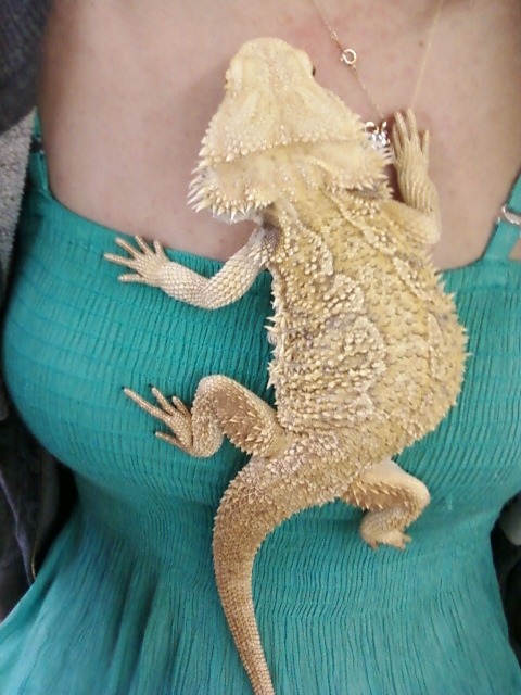 Identify my dragon?