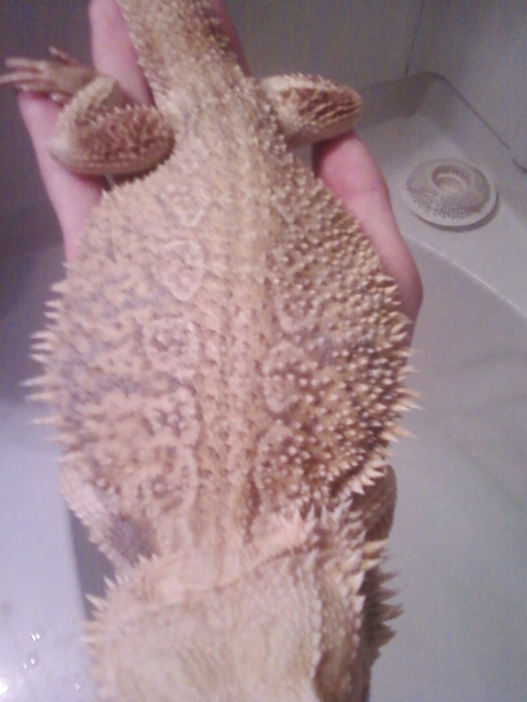 Identify my dragon?