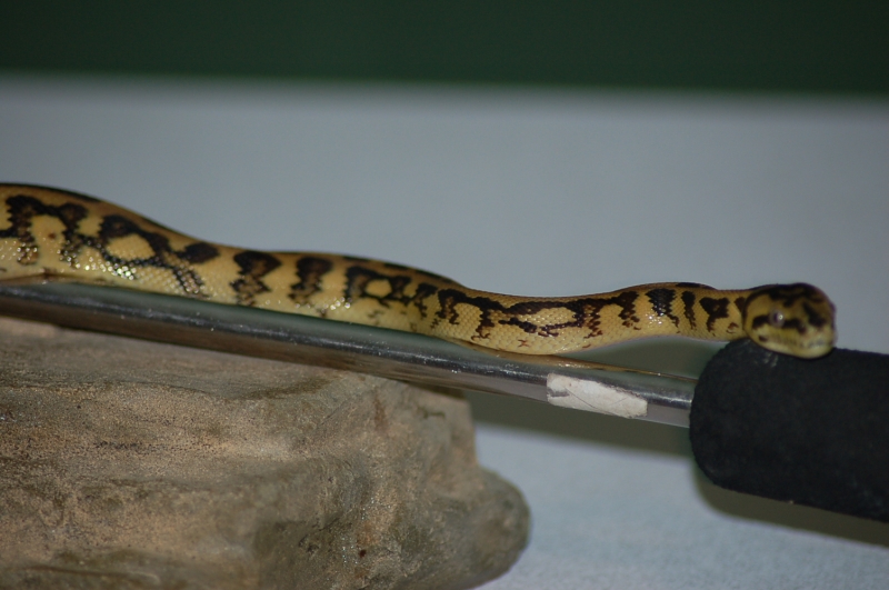 IJ Jaguars at 9 months