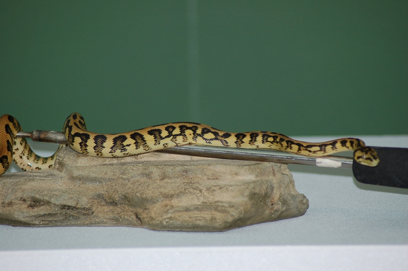 IJ Jaguars at 9 months