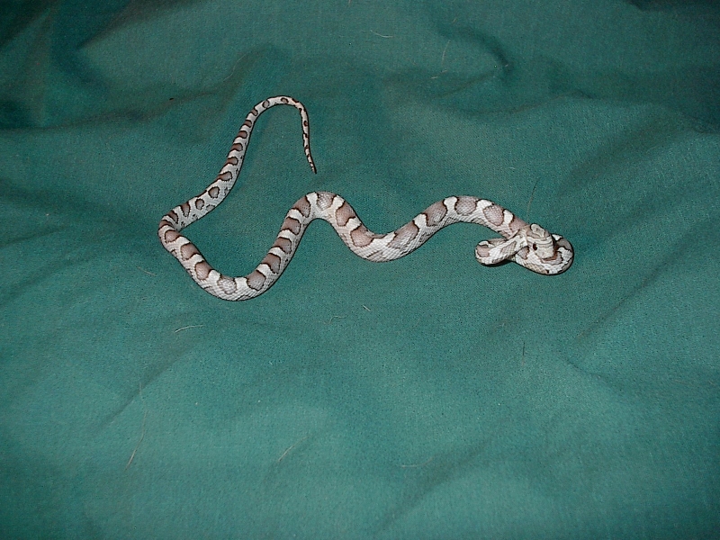 IM001610