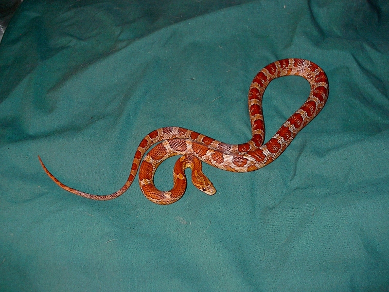 IM001612