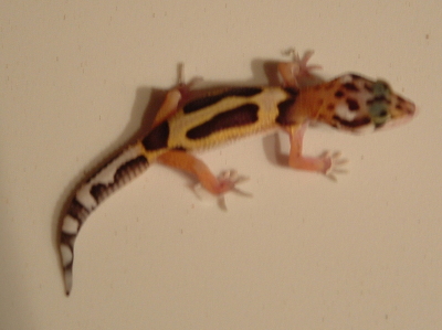 Image0012
