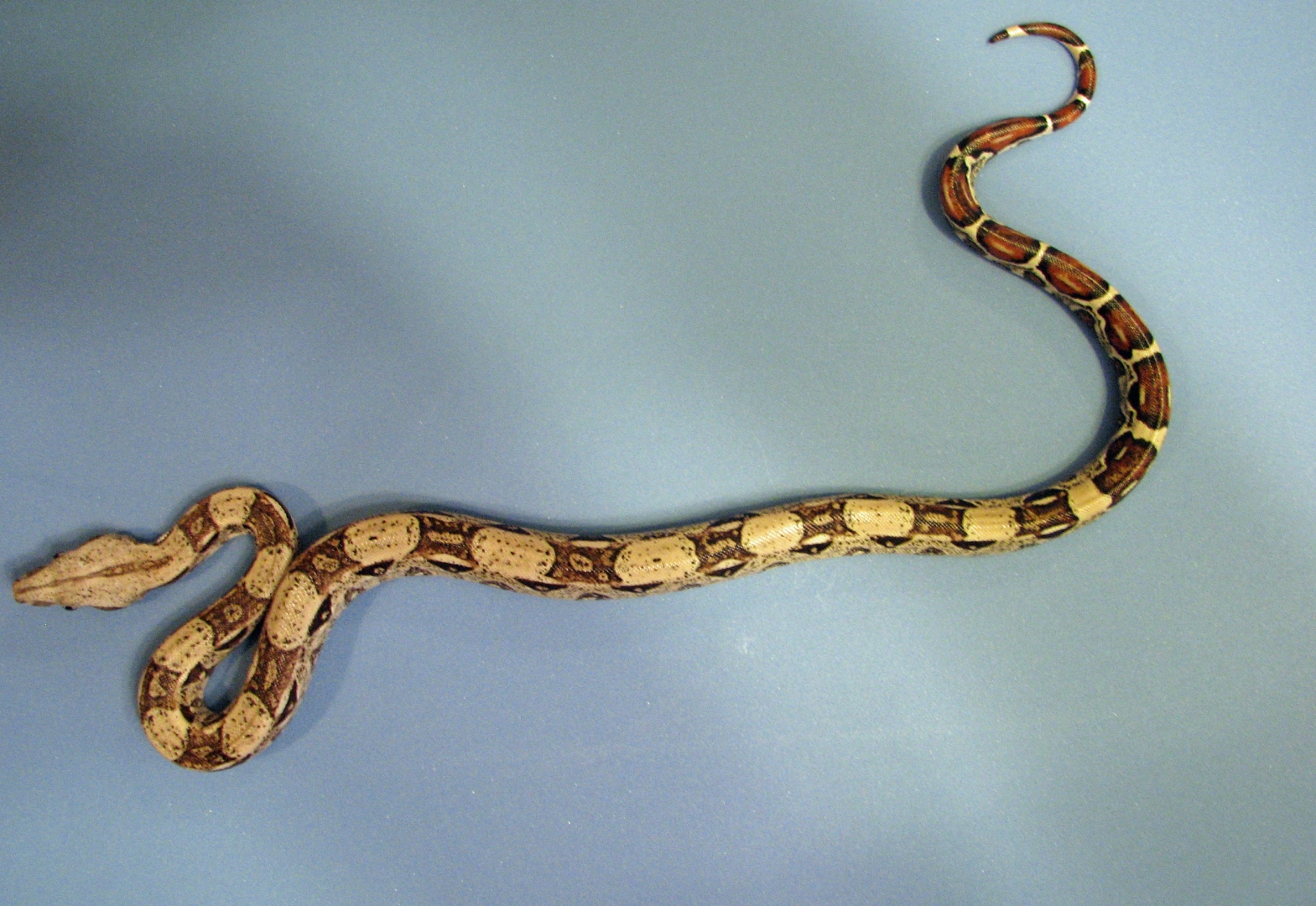 IMG_0354