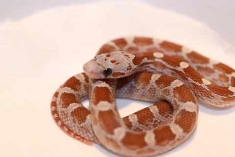 IMG_3913_Amber_Blood_Post_Shed_8_