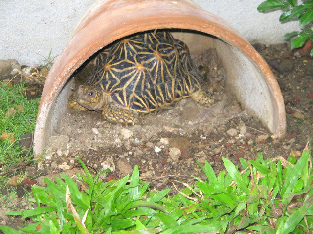 Indian Star Tortoise